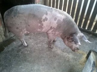 Продам свиноматку