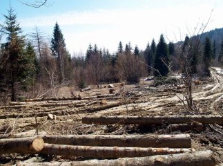 На чоловіка впала суха смерека, коли той заготовлював на зиму дрова і вбила його на смерть