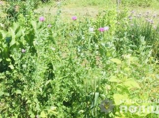 На Виноградівщині виявили посів снодійного маку