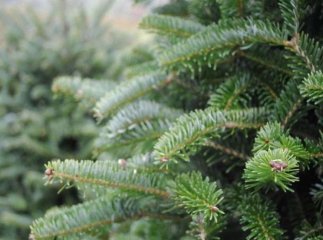 Де в Ужгороді можна купити ялинку