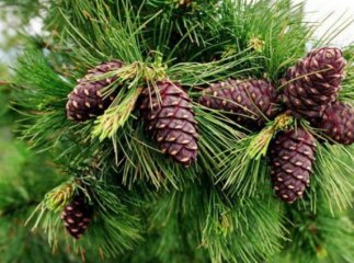На Закарпатті збирають шишки, які лікують рак