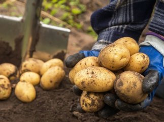 Що треба садити після картоплі