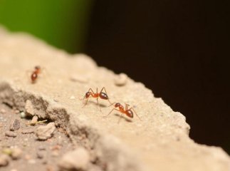 Як прогнати мурах з ділянки та городу: їх відлякує одна спеція Як прогнати мурах з ділянки та городу: їх відлякує одна спеція