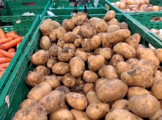 Скільки гривень коштує молода картопля, вирощена на Закарпатті