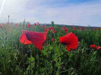 У Мукачеві з’явилася неймовірна локація для фото