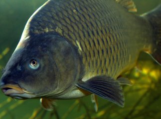 В Україні стрімко дорожчає риба: яка тепер ціна