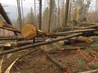 Засуджено майстра лісу, який "закрив очі" на незаконну вирубку ялини