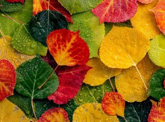 На Закарпатті задощить: чи довго триватимуть опади та коли друге «бабине літо»