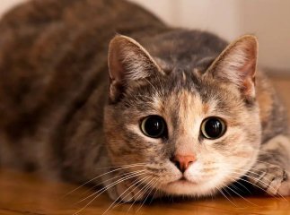 Чому коти поводять себе так дивно — як пояснити їхню поведінку чому коти точать кігті, ховаються в коробки або раптово біжать по кімнаті