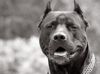 У селі на Закарпатті собака напав на жінку. Через кілька днів вона померла