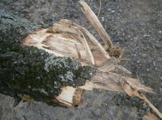 На двох вулицях Ужгорода через буревій дерева пошкодили автомобілі