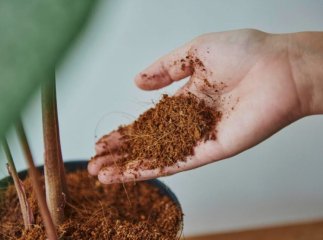 Цей простий трюк із корицею поверне до життя будь-яку рослину Цей простий трюк із корицею поверне до життя будь-яку рослину