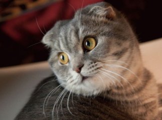 В Ужгороді родина з Маріуполя розводить унікальних котів