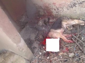 На ринку у "Новому районі" ужгородець привселюдно відрізав собаці голову