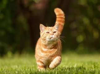 Як назвати кота: 30 гарних варіантів