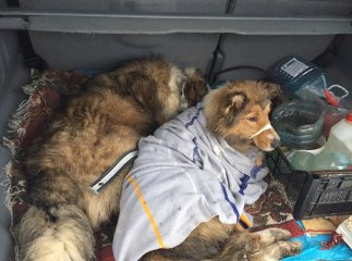 Дві собаки, які стали відомими завдяки своїй вірності, витримали більше 40 поїздів