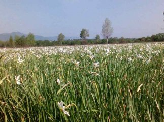 У Долині нарцисів уже цвітуть квіти