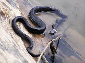 Річка Тиса в районі Виноградова кишить зміями. Люди занепокоєні