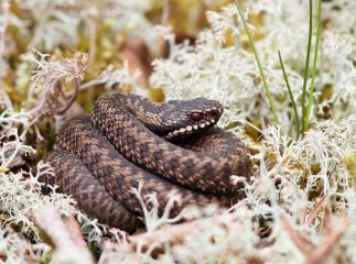 На Закарпатті жінку вкусила змія