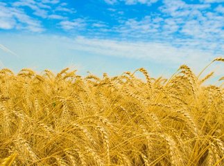Що думають закарпатці про незалежність України