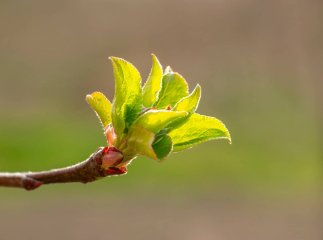 До якого числа у березні протримається «квітневе тепло»