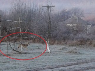 У селі на Закарпатті розгулює вовк