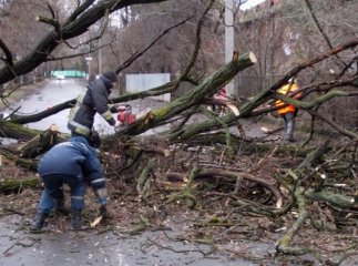 Погіршення погодних умов: сильний вітер наробив шкоди на Закарпатті