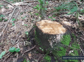 Судитимуть двох "чорних лісорубів", які вирізали значну кількість дерев