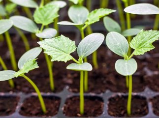 Посівний календар на весну: що і коли садити у березні, квітні й травні 2024 року Посівний календар на весну: що і коли садити у березні, квітні й травні 2024 року