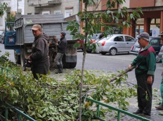 Золтан Ленд’єл розповів, навіщо в Мукачеві вирізають сакури