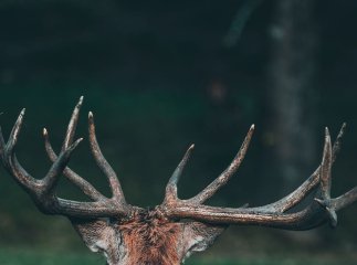 Відкриті рвані й колоті рани: на Закарпатті олень напав на чоловіка