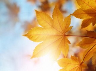 Синоптики озвучили приємну новину для жителів Закарпаття