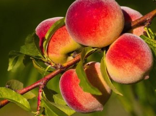 Фрукти та ягоди на ринках Закарпаття: що і за скільки можна купити