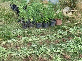 У Хустському районі виявили масштабну наркоплантацію У Хустському районі виявили масштабну наркоплантацію