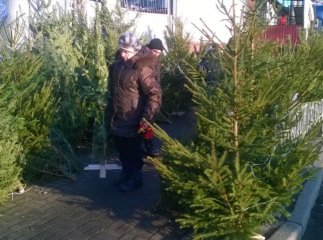 Де в Мукачеві можна придбати живу ялинку: визначено місця для торгівлі