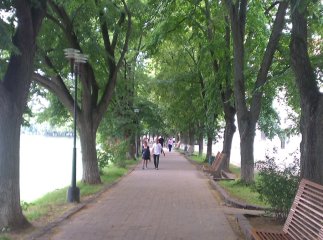 В Ужгороді розцвіла найдовша в Європі липова алея