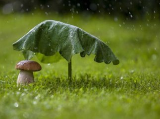 На Закарпатті ще кілька днів триватимуть дощі: прогноз синоптиків
