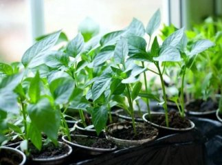 Чим підживити розсаду перцю, щоб зібрати великий урожай Чим підживити перці