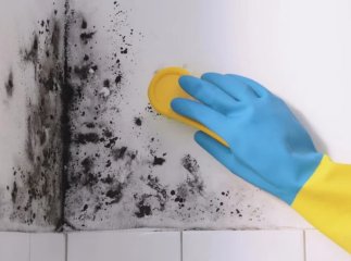 Як вивести чорну цвіль на стінах без «хімії»: дієвий лайфхак