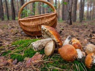 Вже тиждень немає: в лісах Закарпаття шукають киянина