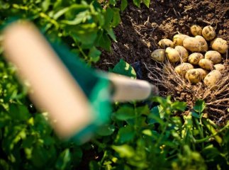 Що класти у лунку при посадці картоплі, щоб зібрати у 2 рази більше, ніж торік Що класти у лунку при посадці картоплі