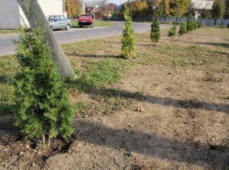 На одному з перехресть Мукачева провели благоустрій зеленої зони