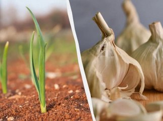 Що зробити весною із часником, щоб отримати гарний урожай