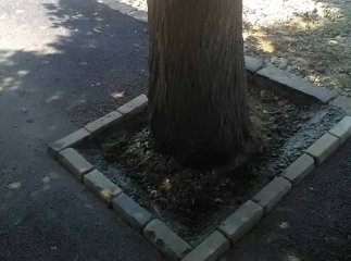 У Берегові виправили помилку із закатаними в асфальт деревами