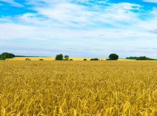 Ціна за гектар землі