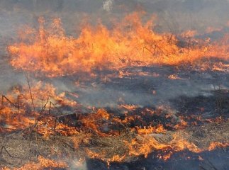 На Закарпатті масово горять поля
