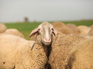 В області обговорили питання, як розвивати вівчарство на Закарпатті