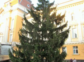 У Берегові встановили головну новорічну ялинку міста