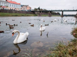 Королівські лебеді прилетіли до Ужгорода з Будапешта