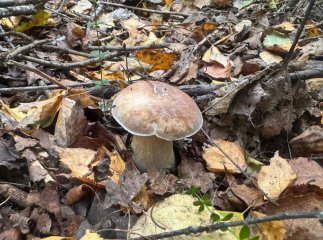 Похід по гриби ледь не закінчився трагедією: що трапилось